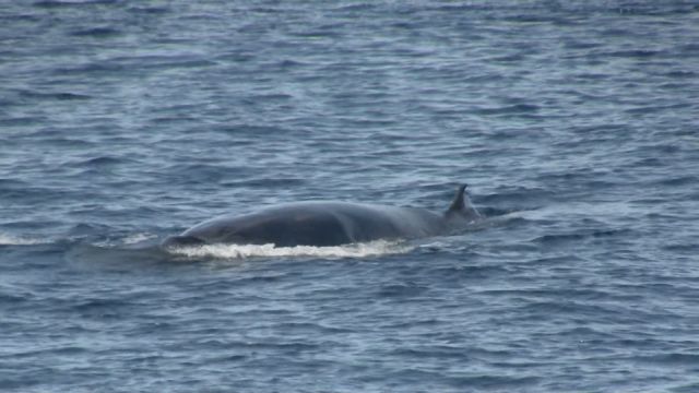 Sei Whale Cairns