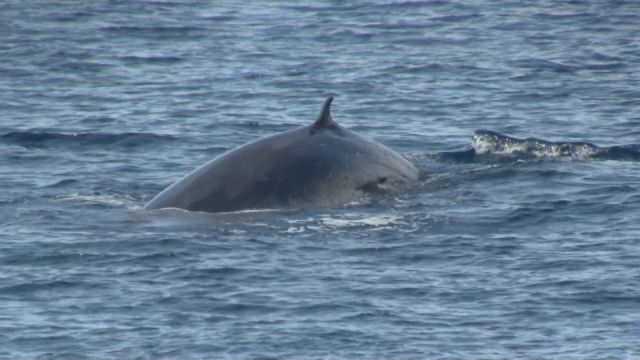 Sei Whale Cairns