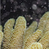Coral Spawning Nightdives