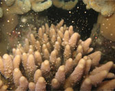 Coral Spawning