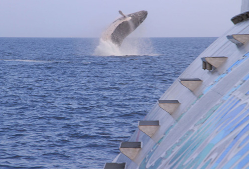 Humpback Whale Sighted off Quicksilver