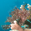 Lacy Scorpion Fish