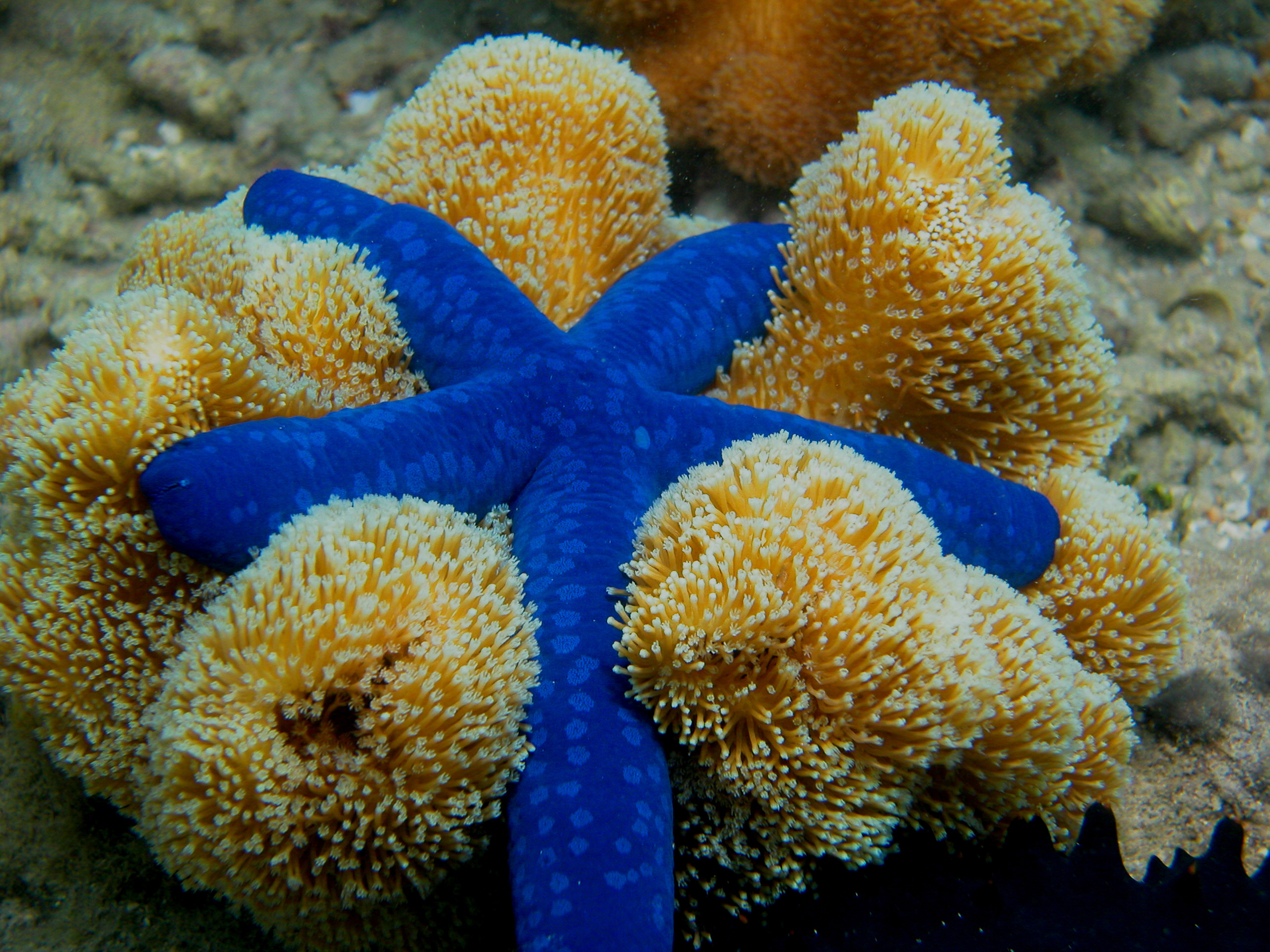 Какие морские соседи. Иглокожие морские звезды. Губки Porifera Spongia. Коралловые полипы губки. Морская звезда Lunckia Columbiae.