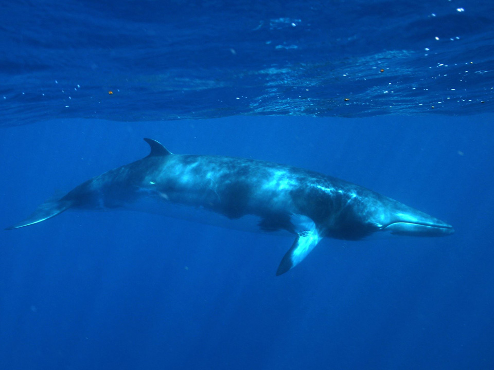 Minke whales spotted off Poseidon