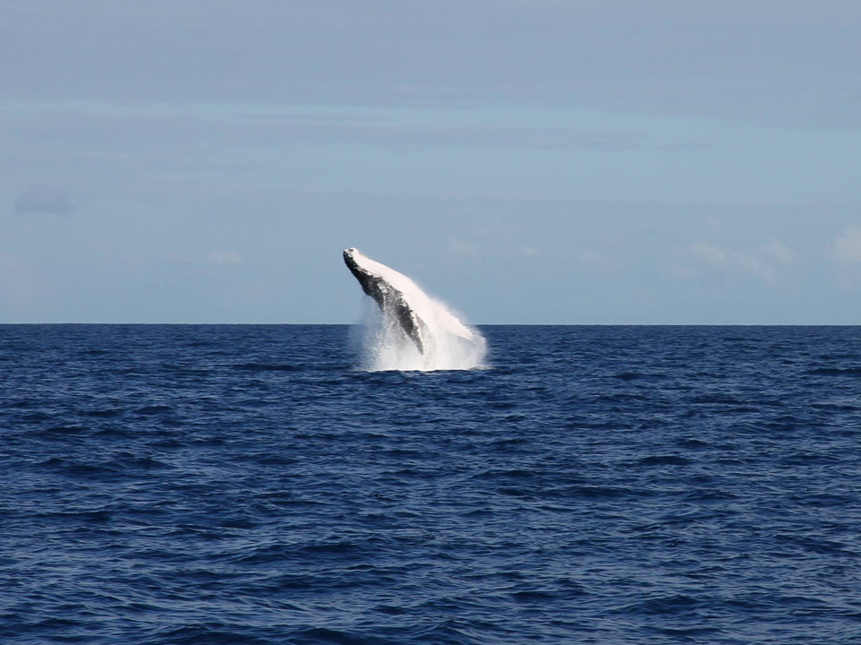 Humpback whale spotted off Quicksilver