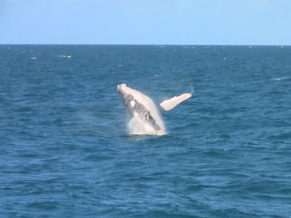 Humpback whale spotted off Silversonic
