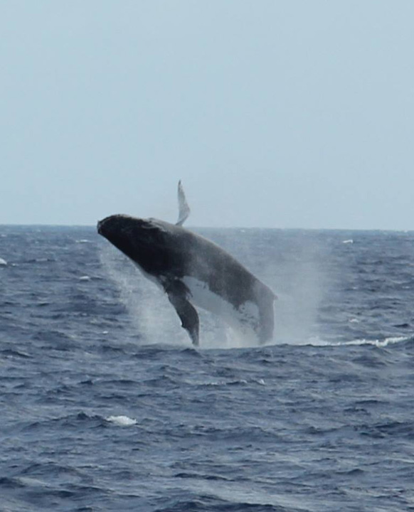Humpback whale spotted on Ocean Spirit