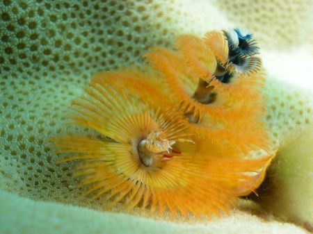 Christmas Tree Worm