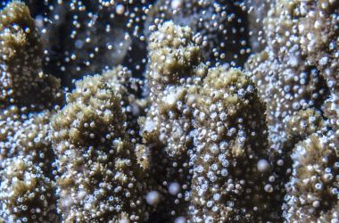 Corals by candlelight - coral spawning on the Great Barrier Reef! Let it snow, let it snow let it snow!