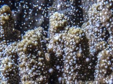 Nature's annual spectacle - Coral Spawning