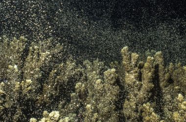 Reef resilience on show with mass coral spawning