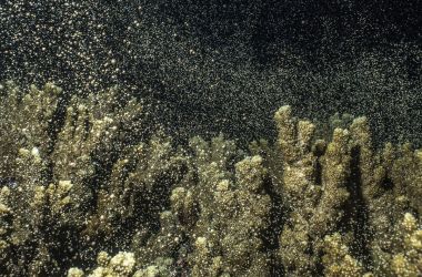 Corals by candlelight - coral spawning on the Great Barrier Reef! Let it snow, let it snow let it snow!