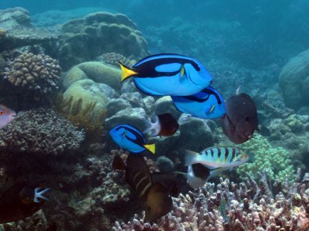 Blue Tangs (aka Dory!)