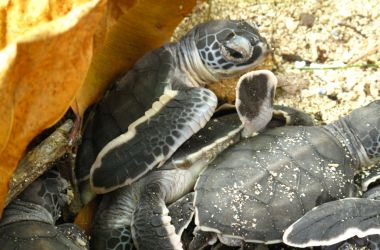 Turtley terrific hatchlings