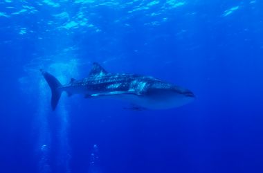 Silversonic passengers' incredible experience - swimming with a whale shark