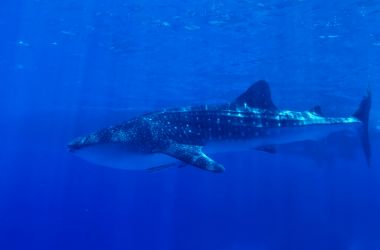 Silversonic passengers' incredible experience - swimming with a whale shark