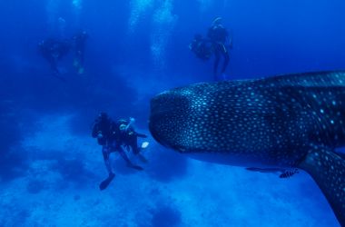 Silversonic passengers' incredible experience - swimming with a whale shark