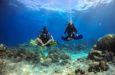 New Ribbon Reef minke whale trips with Pro Dive Cairns