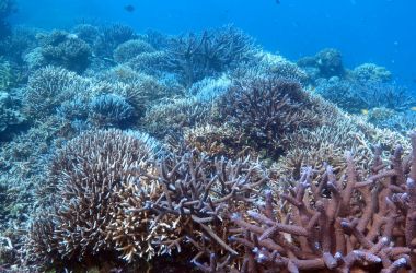 Before and after - Impressive coral bommie restoration and coral nurturing projects