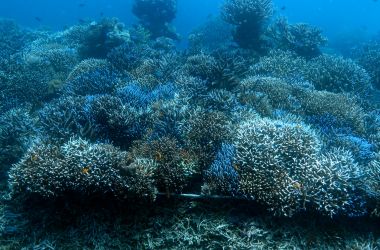 Before and after - Impressive coral bommie restoration and coral nurturing projects