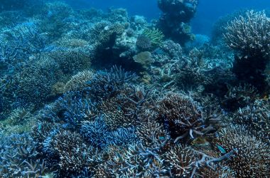 Before and after - Impressive coral bommie restoration and coral nurturing projects