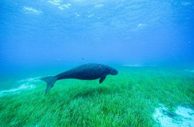 Rare dugong sighting for divers at Green Island