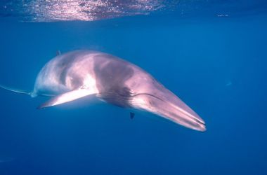 Minke Whale of a time