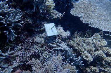 Coral recruitment and spawning research