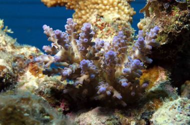 Coral recovery shows robustness of the Great Barrier Reef