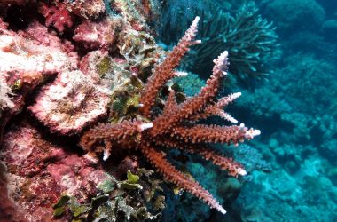 Coral recovery shows robustness of the Great Barrier Reef
