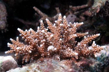 Coral recovery shows robustness of the Great Barrier Reef