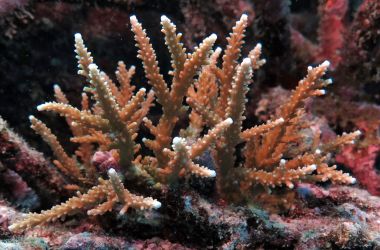 Coral recovery shows robustness of the Great Barrier Reef