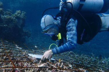 Australian-first coral restoration research project underway