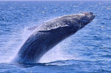 Sensational Cetaceans! Amazing whale encounters