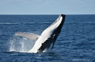 Sensational Cetaceans! Amazing whale encounters