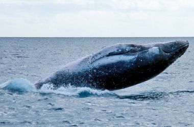 Wow, what a whale season it's been!