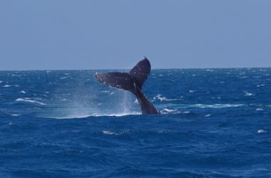 Wow, what a whale season it's been!