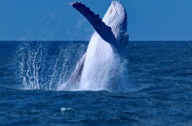 Migaloo the celebrity white whale wows Silversonic!