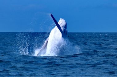 Migaloo the celebrity white whale wows Silversonic!