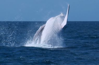 Migaloo the celebrity white whale wows Silversonic!