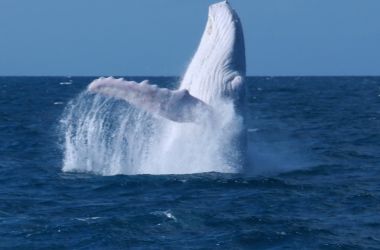 Migaloo the celebrity white whale wows Silversonic!