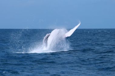 Migaloo the celebrity white whale wows Silversonic!
