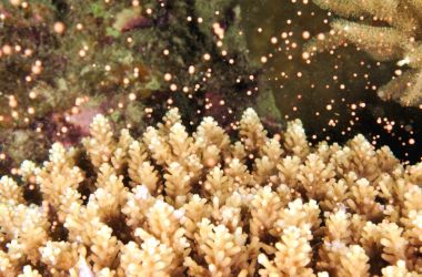 Reef resilience on show with mass coral spawning