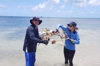 Stars, clips and cable ties... Coral Reef resilience project installed at Green Island