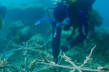 Stars, clips and cable ties... Coral Reef resilience project installed at Green Island