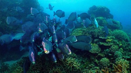 Fin-tastic Parrotfish Facts