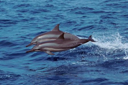 Spinner dolphins