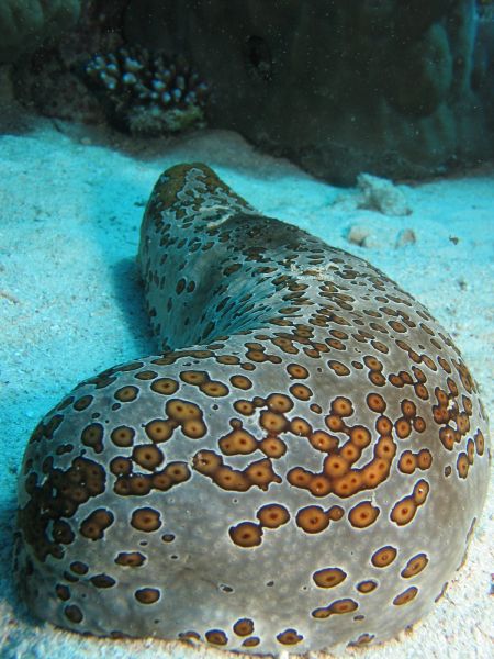 Weird and wonderful Sea Cucumber facts