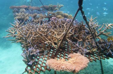 Spotlight on Coral Nurturing