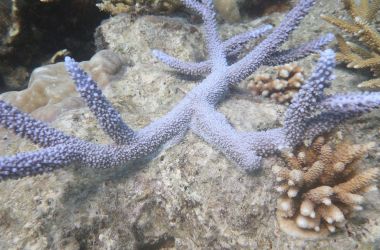 Spotlight on Coral Nurturing